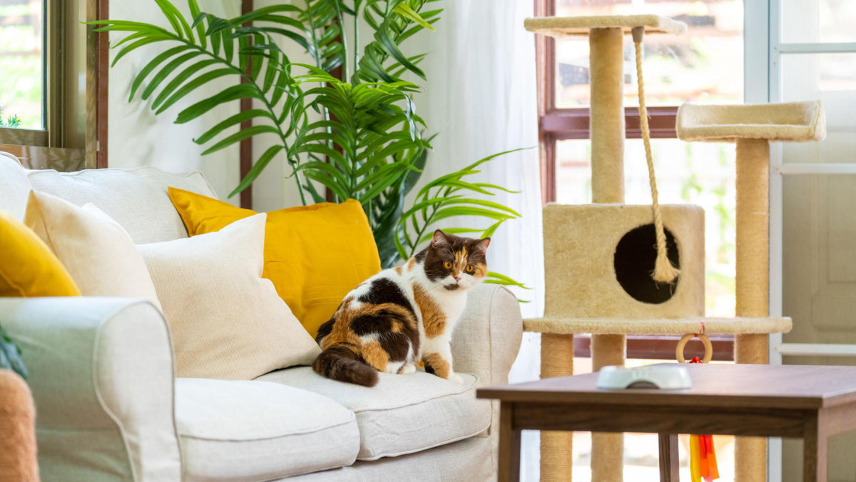 How to Protect Your Sofa From Cat Hair, Scratches, and Everyday Mess