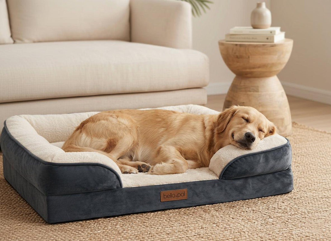 How to Choose a Dog Bed for an Older or Less Active Dog