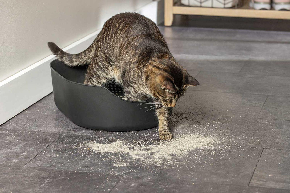 How to Keep Litter From Spreading All Over Your Home