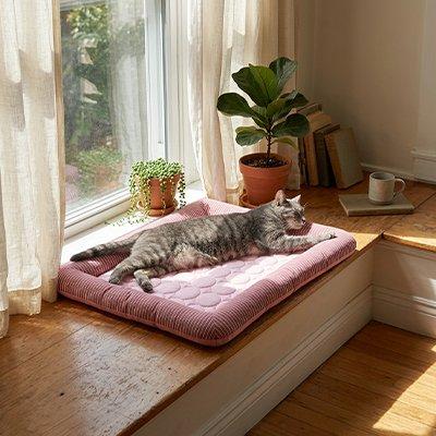 How to Create a Cozy Resting Spot for a Cat in a Small Apartment