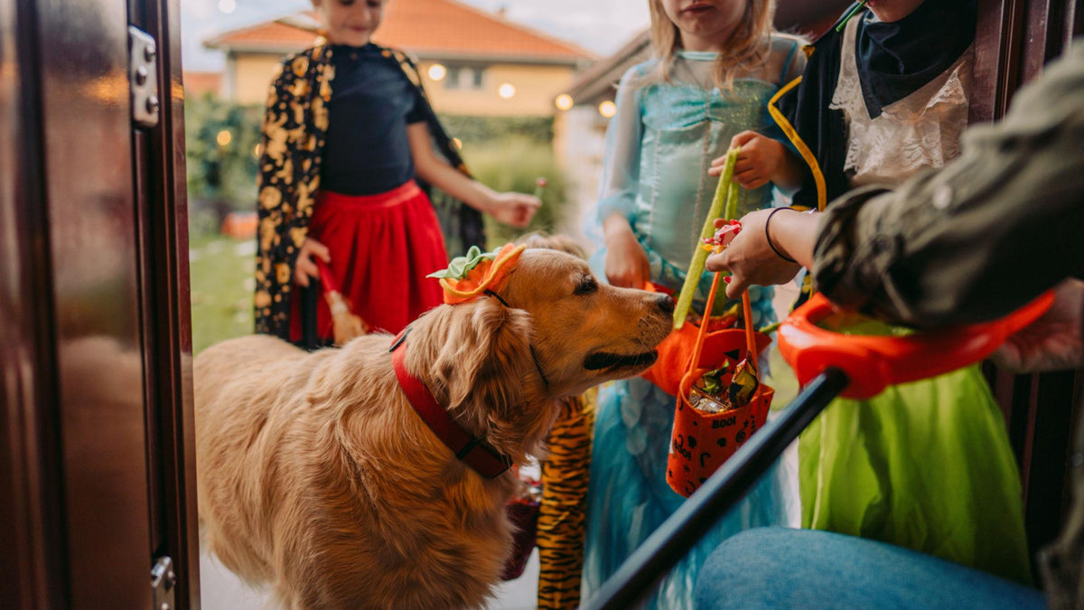 How to Keep Your Dog Safe During Halloween Night Walks