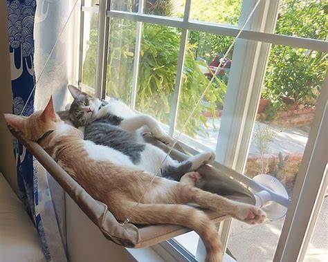 Cat Hammock vs. Cat Bed: Which Sleeping Spot Is Right for Your Cat?