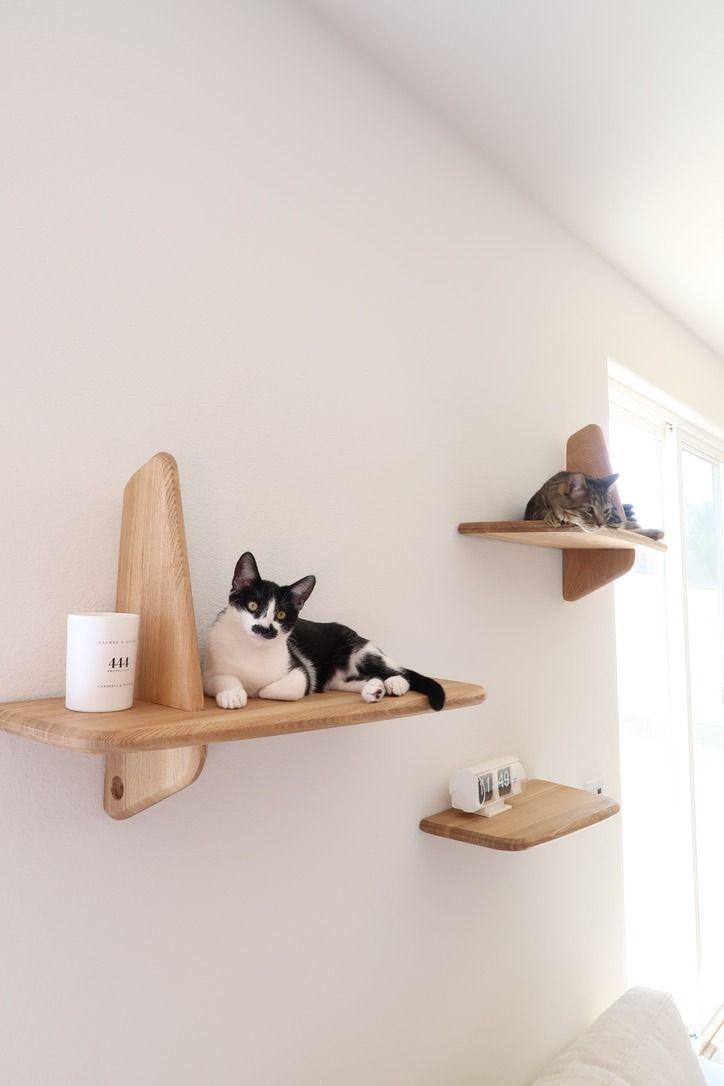 Why Does Your Cat Prefer High Places? Understanding Your Cat’s Need for Vertical Space