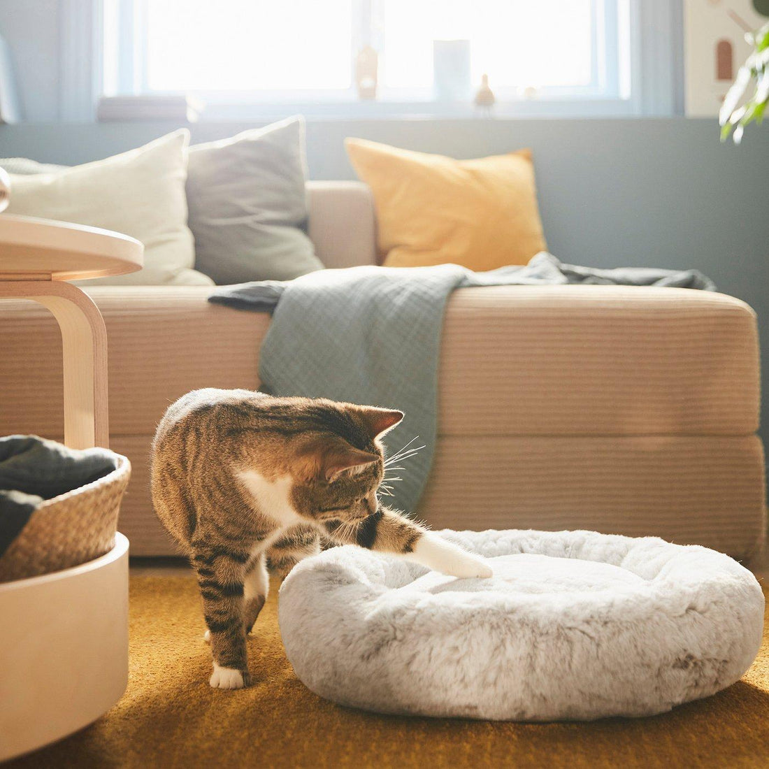 Why Cats Avoid Their Beds: Common Reasons and Simple Solutions