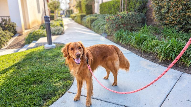 Dog Leashes