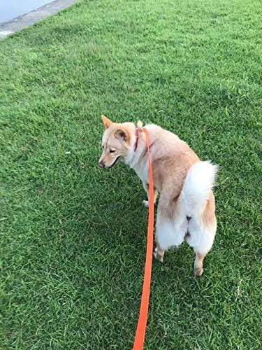 AMAGOOD Dog/Puppy Obedience Recall Training Agility Lead-15 ft 20 ft 30 ft 50 ft Long Leash-for Dog Training,Tie Out,Play,Safety,Camping (30Feet x 1Inch,Blue) - Image 4