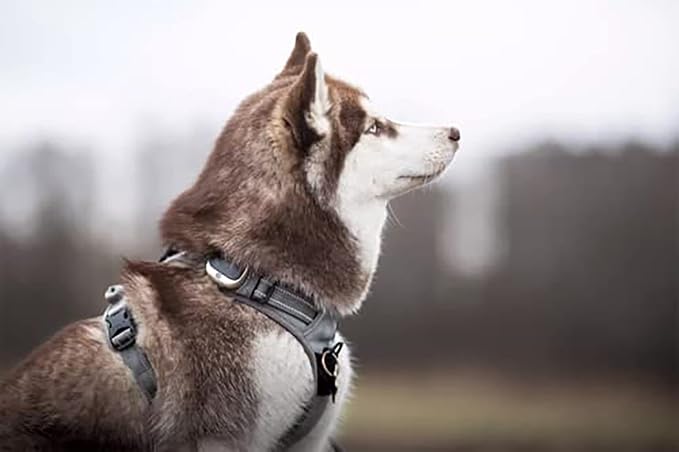 TRUE LOVE Adjustable No-Pull Dog Harness Reflective Pup Vest Harnesses Comfortable Control Brilliant Colors Truelove TLH5651(Gray,XS) | Front Clip, No-Choke, Soft Padded, Control Handle, Anti Escape, Dog Car Harness, Walking and Training, Escape Proof,... - Image 5