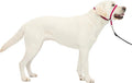 PetSafe Gentle Leader No Pull Dog Headcollar, Raspberry Pink, Large | Veterinary Behaviorist-Designed No-Pull Headcollar Redirects Pulling Instinct, Padded Neoprene Nose Loop, Quick-Snap Fit by PetSafe
