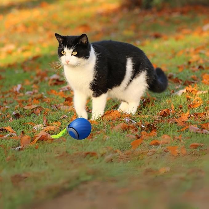 Speedy 2.0 Tail Interactive Cat Toys for Indoor Cats, Automatic Cat Toy with Tail, Electric Rolling Ball on Carpet,Cat Toys for Bored Indoor Adult Cats (Blue) - Image 6