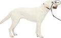 PetSafe Gentle Leader No-Pull Dog Headcollar - The Ultimate Solution to Pulling - Redirects Your Dog's Pulling for Easier Walks - Helps You Regain Control - Large, Charcoal (Pack of 6) by PetSafe