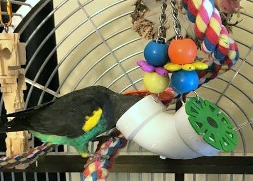 Super Bird Creations SB751 PVC Forager Bird Toy, Medium/Large Bird Size, 3” x 5” x 8” - Image 9