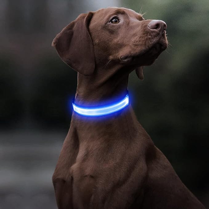 BSEEN Light Up Dog Collars - Reflective LED Dog Collar, Rechargeable Dog Glow Collar, Waterproof Glowing Dog Collar Lights for Night Walking (Royal Blue, Large) - Image 2