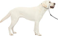 PetSafe Gentle Leader No Pull Dog Headcollar, Silver, Large | Veterinary Behaviorist-Designed No-Pull Headcollar Redirects Pulling Instinct, Padded Neoprene Nose Loop, Quick-Snap Fit by PetSafe
