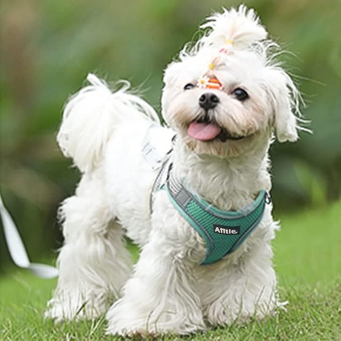 AIITLE Dog Harness and Leash Set, Step-in Puppy Pet Vest, Turquoise XL | Breathable Mesh, Adjustable Fit, Reflective Design, Padded Leash Handle, for Small-Medium Dogs & Cats, Walking, Training - Image 8