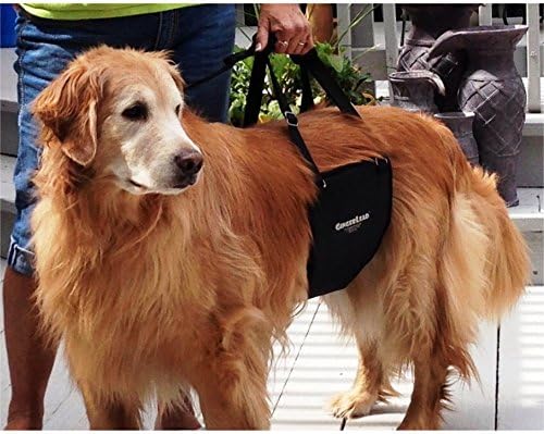 Dog Sling Hind Leg Support, M/LG Unisex with Cutout, Made in USA | Help Pets Walk, K9s Recover from Surgery, Fits Male & Female, Integrated Leash, Machine Wash/Dry, Chest Harness NOT Included - Image 8