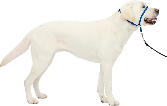 PetSafe Gentle Leader No Pull Dog Headcollar, Royal Blue, Large | Veterinary Behaviorist-Designed No-Pull Headcollar Redirects Pulling Instinct, Padded Neoprene Nose Loop, Quick-Snap Fit by PetSafe