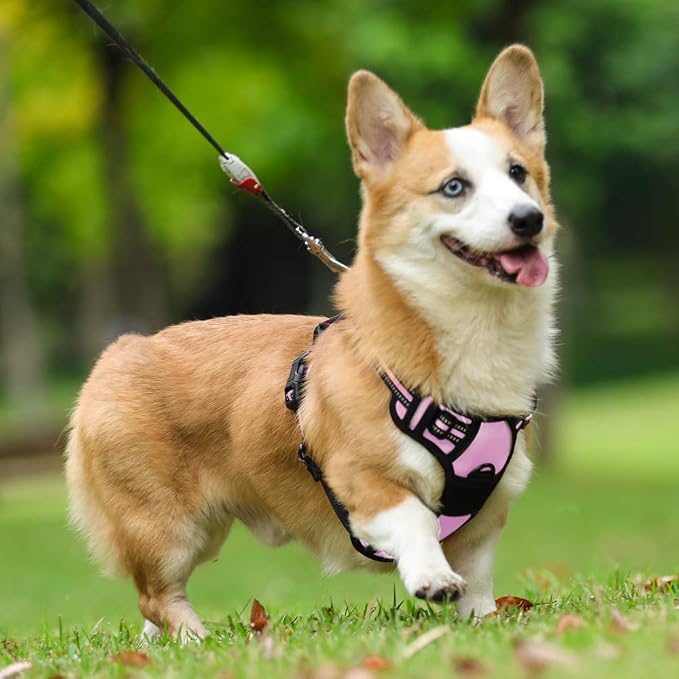 rabbitgoo Dog Harness, No Pull Medium Sized with 2 Leash Clips, Pet Vest | No Choke with Handle, Adjustable Soft Padded, Reflective, Easy Control for Walking, Pink, Medium - Image 8