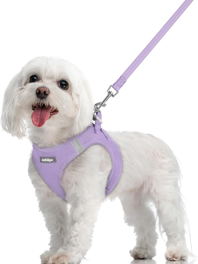 rabbitgoo Dog Harness Small Sized and Leash Set, Step-in Puppy Pet Vest | Light, Soft, Breathable Air Mesh, Easy on and Remove with Hook & Loop, Secure Reflective for Walking, Light Purple M by rabbitgoo