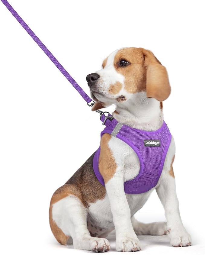 rabbitgoo Dog Harness Medium Sized and Leash Set, Step-in Puppy Pet Vest | Light, Soft, Breathable Air Mesh, Easy on and Remove with Hook & Loop, Secure Reflective for Walking, Purple L by rabbitgoo