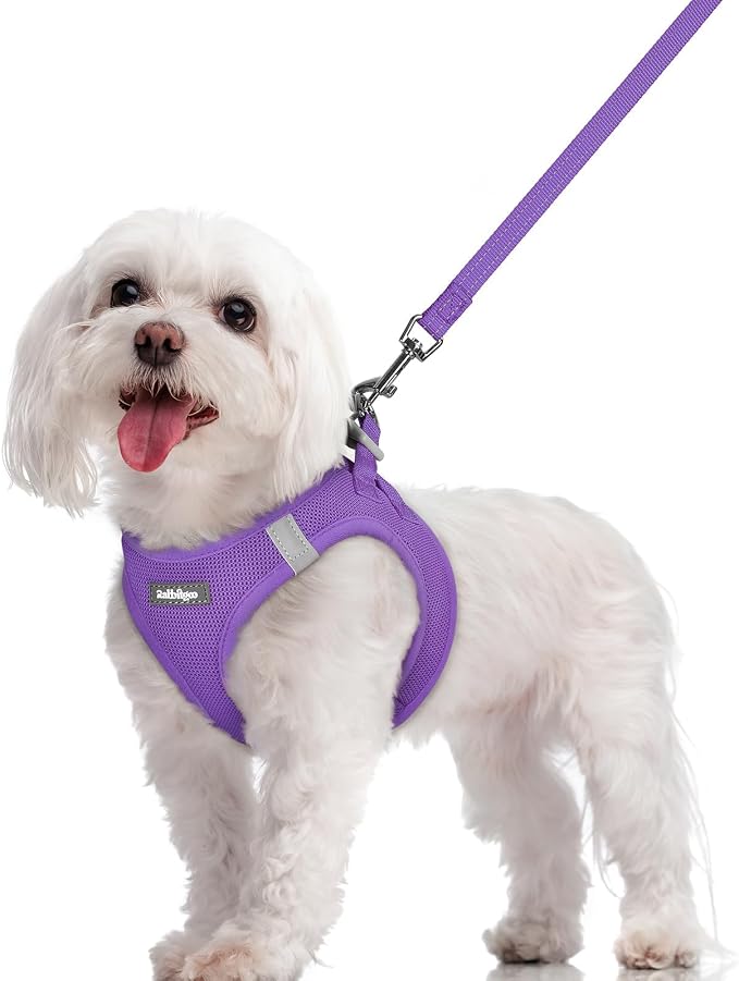 rabbitgoo Dog Harness Small Sized and Leash Set, Step-in Puppy Pet Vest | Light, Soft, Breathable Air Mesh, Easy on and Remove with Hook & Loop, Secure Reflective for Walking, Purple M by rabbitgoo