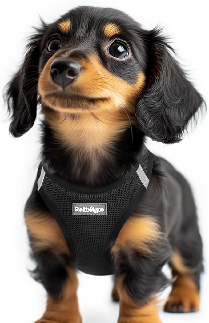 rabbitgoo Step-in Small Dog Harness, Puppy Vest for Small Sized Pet | Easy Put on and off, Lightweight, Soft, Breathable Quick-Dry Air Mesh for Comfortable Secure Walking, Black XXS by rabbitgoo