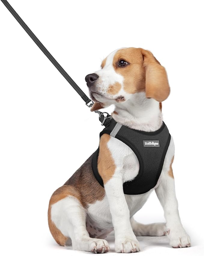 rabbitgoo Dog Harness Medium Sized and Leash Set, Step-in Puppy Pet Vest | Light, Soft, Breathable Air Mesh, Easy on and Remove with Hook & Loop, Secure Reflective for Walking, Black L by rabbitgoo
