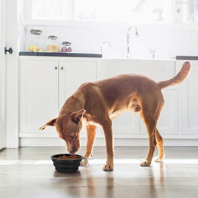 Kytely Large Collapsible Dog Bowls 2 Pack, 34oz Foldable Dog Travel Bowl | Portable Dog Water Food Bowl with Clasp, Pet Cat Feeding Cup Dish for Traveling, Walking, Parking - Image 9