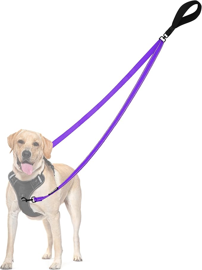 PetBonus Two Point Control Dog Leash, No Tangle Training Walking Leashes | Soft Padded Handle, Reflective, Works with No Pull Harnesses, Converts to Single Lead for Medium Large Dogs, Purple by Petbonus