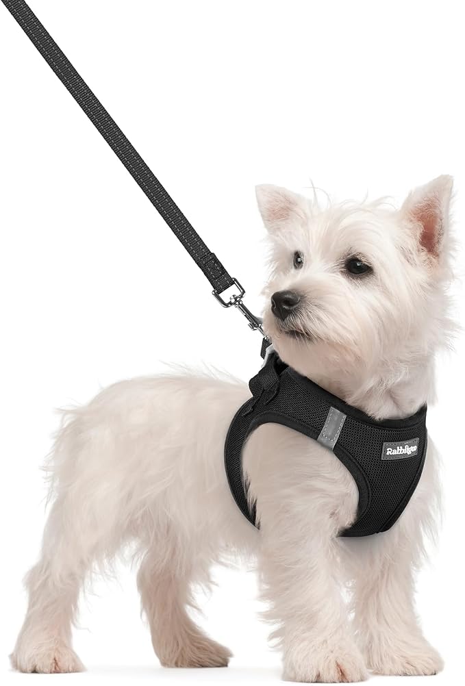 rabbitgoo Dog Harness Small Sized and Leash Set, Step-in Puppy Pet Vest | Light, Soft, Breathable Air Mesh, Easy on and Remove with Hook & Loop, Secure Reflective for Walking, Black S by rabbitgoo