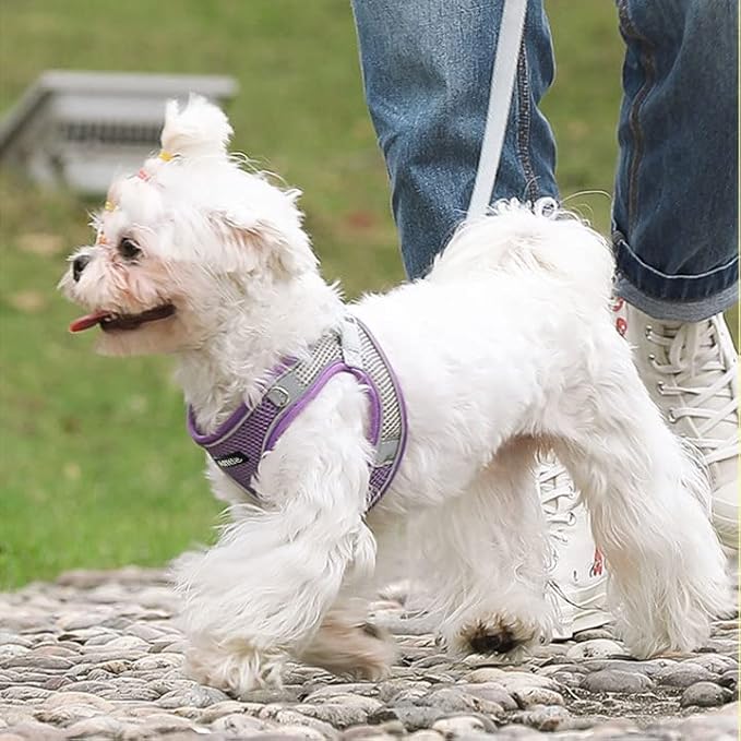 AIITLE Small Dog Harness and Leash Set, Step-in Puppy Pet Vest, Purple XXS | Breathable Mesh, Adjustable Fit, Reflective Design, Padded Leash Handle, for Small-Medium Dogs & Cats, Walking, Training - Image 9