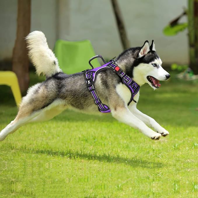 PoyPet No Pull Dog Harness with 3 Leash Clips and Vertical Handle | No Choke, Reflective, Adjustable, Soft Padded, Dog Vest for Large Dogs, Walking Training, Purple, XL - Image 3