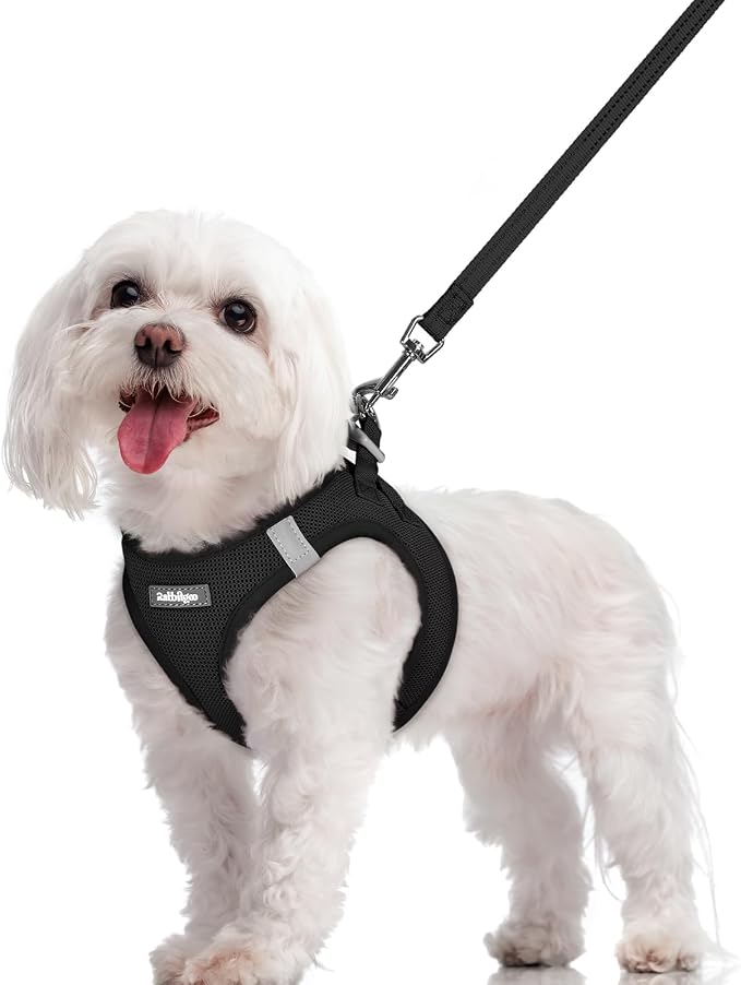 rabbitgoo Dog Harness Small Sized and Leash Set, Step-in Puppy Pet Vest | Light, Soft, Breathable Air Mesh, Easy on and Remove with Hook & Loop, Secure Reflective for Walking, Black M by rabbitgoo