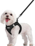 rabbitgoo Dog Harness Small Sized and Leash Set, Step-in Puppy Pet Vest | Light, Soft, Breathable Air Mesh, Easy on and Remove with Hook & Loop, Secure Reflective for Walking, Black M by rabbitgoo