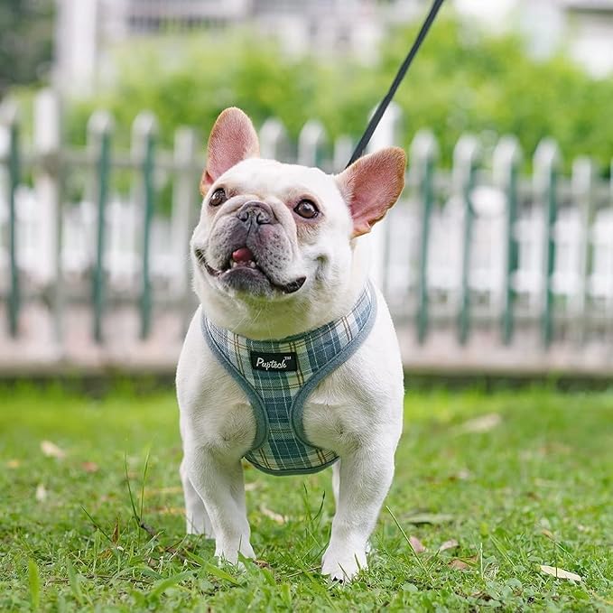 PUPTECK Small Dog Harness and Leash Set No Pull for XS XXS Sized Dogs Puppy | Escape Proof No Choke Pet Cat Adjustable Soft Padded Walking Vest - Image 6