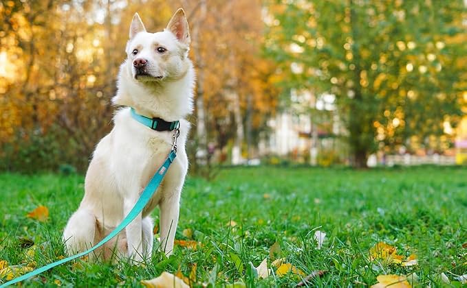 6 FT Reflective Dog Leash for Small Dogs,Sky Blue | Padded Handle,Metal D-Ring,Heavy Duty Nylon Webbing, for Walking & Training - Image 2