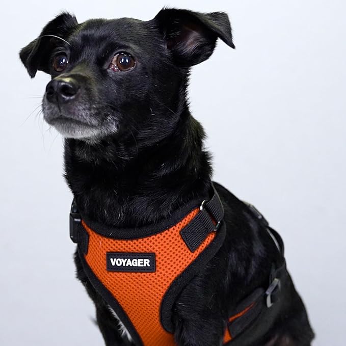 Voyager Step-in Lock Dog Harness - Orange/Black Trim, X-Small | 13 - 16" in Chest, Adjustable, Breathable Air Mesh, Lightweight for Daily Walks, Strong Clips, Heavy Duty D-Ring - Image 8