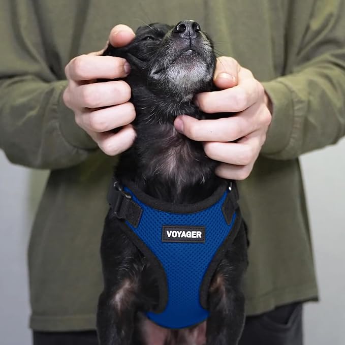 Voyager Step-in Lock Dog Harness - Royal Blue/Black Trim, Medium | 17 - 21" in Chest, Adjustable, Breathable Air Mesh, Lightweight for Daily Walks, Strong Clips, Heavy Duty D-Ring - Image 8
