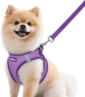 rabbitgoo Dog Harness Small Sized and Leash Set, Step in Soft Vest | Breathable Mesh, Easy Wear with Hook & Loop, Light and Reflective for Walking, Multi-colored, Light Purple & Purple, M by rabbitgoo