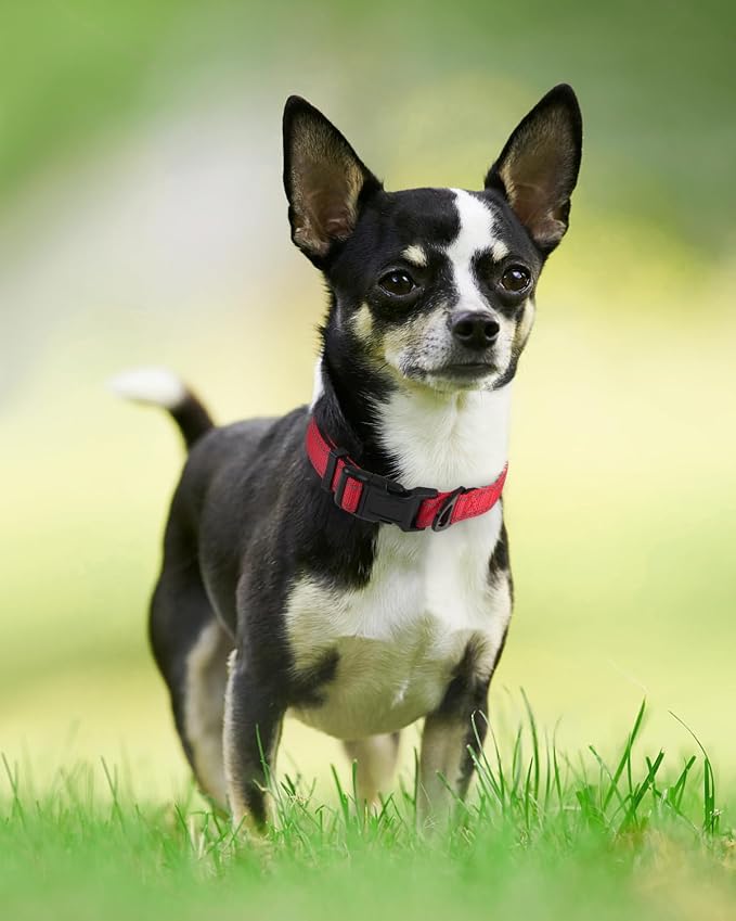Joytale Reflective Dog Collar, Adjustable Neoprene Padded, Red XS | Breathable Nylon for Puppies and Small Breeds, No Chafing on Walks and Indoor Training, Light Metal D-Ring, Night Safety - Image 6