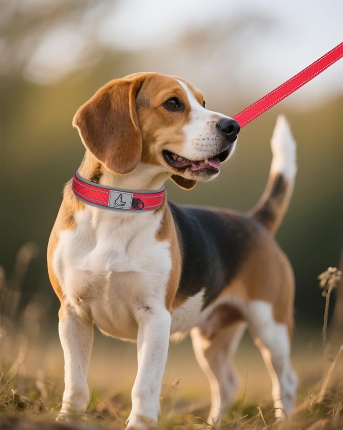 Joytale Reflective Dog Collar for Medium Dogs with Wide Padding, Red | Soft Cushion Reduce Neck Strain, Night Safety Walking, Metal Buckle and Adjustable Eyelets, Separated Dog ID Tag Ring - Image 6