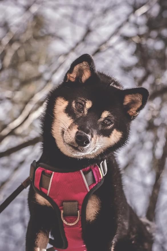 Embark No Pull Dog Harness, Reflective Adjustable Training Vest, No Choke | Adjustable straps fit all dog breeds with sturdy hooks; 360° reflective trim, soft padded Harness Design for All Dogs - Image 2