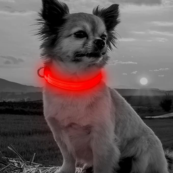 LED Dog Collar - Rechargeable Light Up Dog Collar for Small Dogs& Cats, Reflective Adjustable Puppy Collar Safety Dog Lights for Night Walking (Red, XS) - Image 6