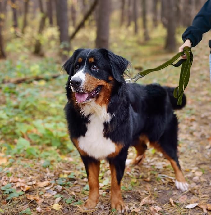 Twoear 5FT 1IN Heavy Duty Dog Leash for Large Dogs with 2 Padded Handles | Traffic Handle Extra Control, Auto Lock Hook, Strong Reflective Walking Leash for Night Safety, Medium and Large Breeds,Green - Image 7