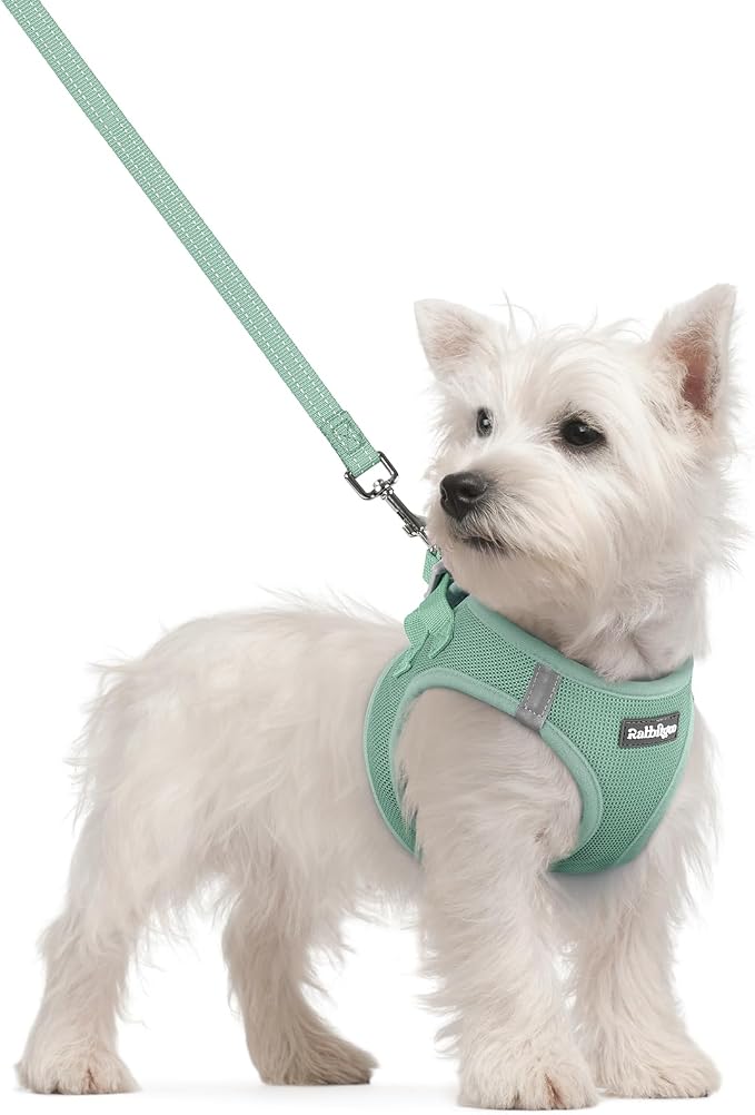 rabbitgoo Dog Harness Small Sized and Leash Set, Step-in Puppy Pet Vest | Light, Soft, Breathable Air Mesh, Easy on and Remove with Hook & Loop, Secure Reflective for Walking, Moss Green S by rabbitgoo