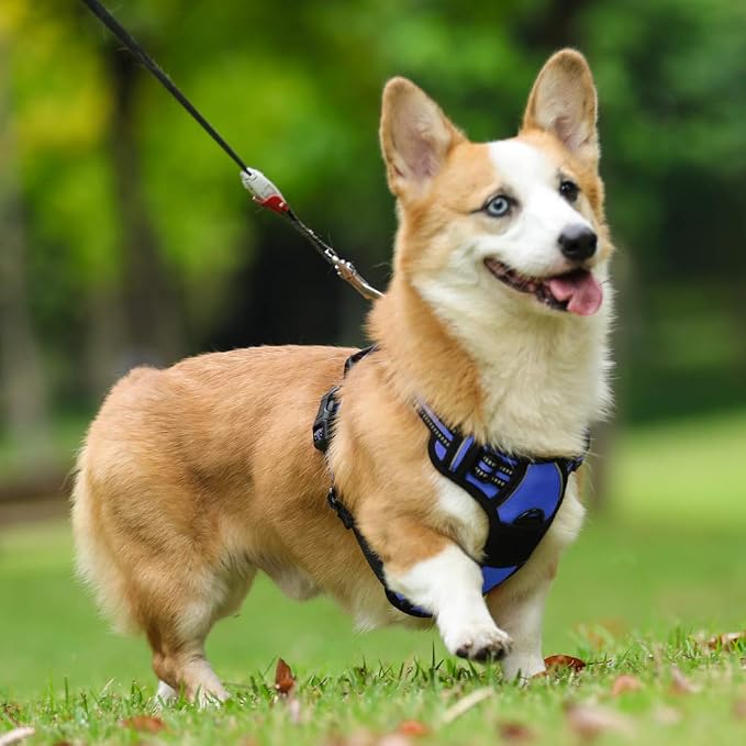 rabbitgoo Dog Harness, No Pull for Small Dogs with 2 Leash Clips, Pet Vest | No Choke with Handle, Adjustable Soft Padded, Reflective, Easy Control for Walking, Dazzling Blue, Small - Image 8