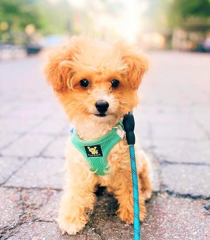 EcoBark Step in Dog Harness - Reflective Soft Luxurious Mesh Dog Harnesses for XXS, XS, Small, and Medium Dogs - Eco-Friendly Comfort Secure Halter No Pull Adjustable Pet Vest (Mint, Small) - Image 9