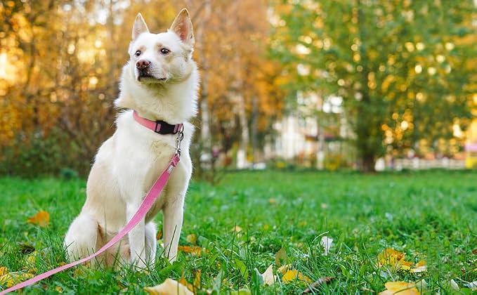 6 FT Reflective Dog Leash for Medium Dogs,Pink | Padded Handle,Metal D-Ring,Heavy Duty Nylon Webbing, for Walking & Training - Image 2