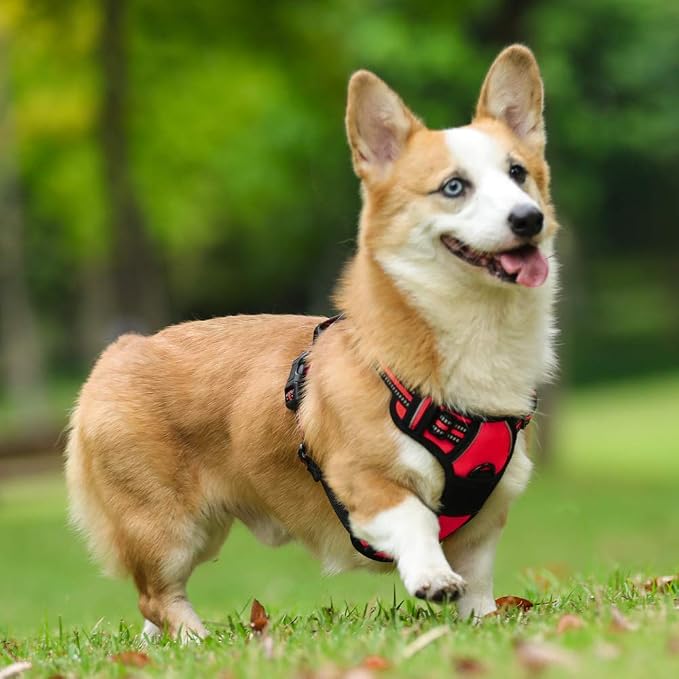 rabbitgoo Dog Harness, No Pull Medium Sized with 2 Leash Clips, Pet Vest | No Choke with Handle, Adjustable Soft Padded, Reflective, Easy Control for Walking, Red, Medium - Image 8
