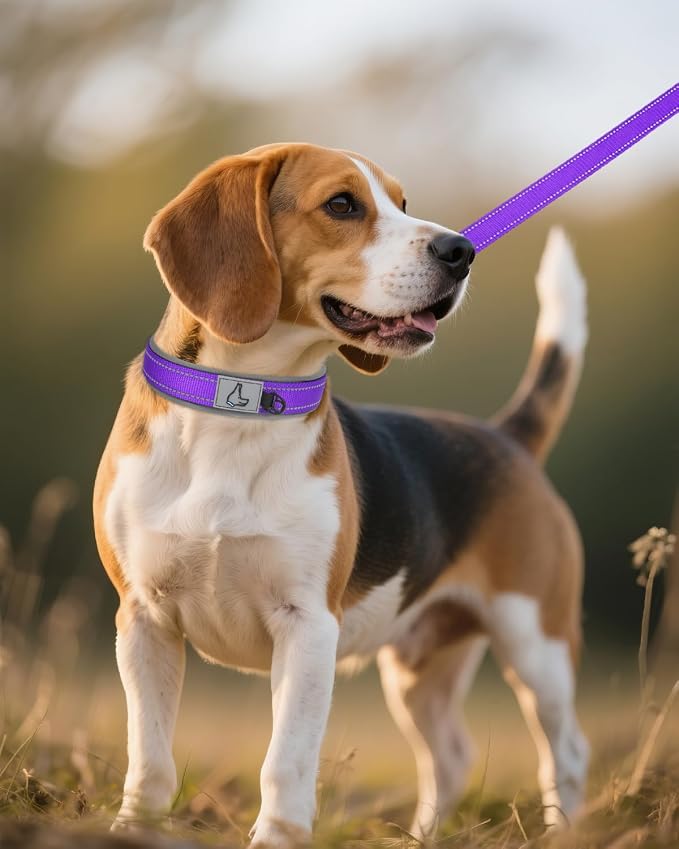 Joytale Reflective Dog Collar for Medium Dogs with Wide Padding, Purple | Soft Cushion Reduce Neck Strain, Night Safety Walking, Metal Buckle and Adjustable Eyelets, Separated Dog ID Tag Ring - Image 6