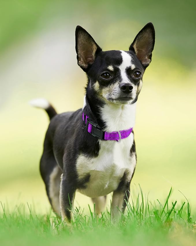 Joytale Reflective Dog Collar, Adjustable Neoprene Padded, Purple XS | Breathable Nylon for Puppies and Small Breeds, No Chafing on Walks and Indoor Training, Light Metal D-Ring, Night Safety - Image 6